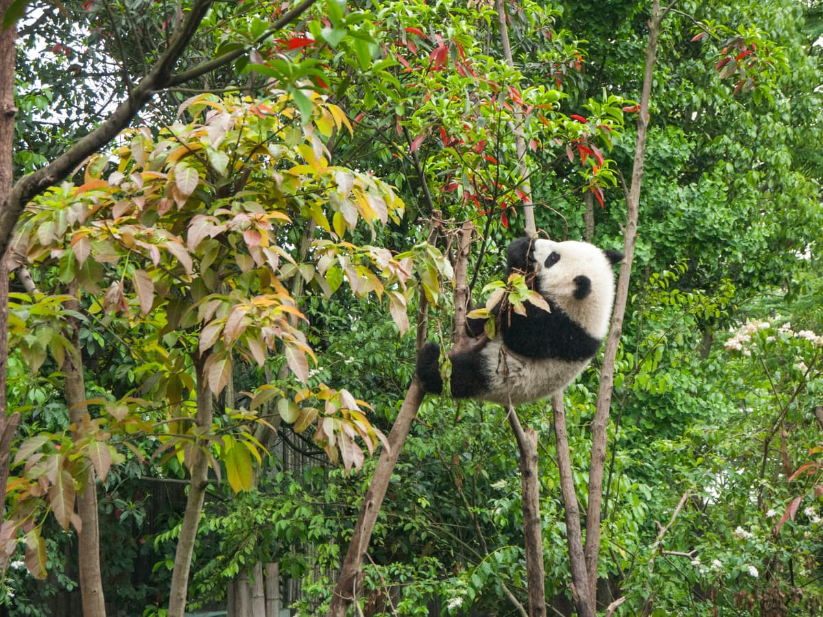 Chengdu photograph 07
