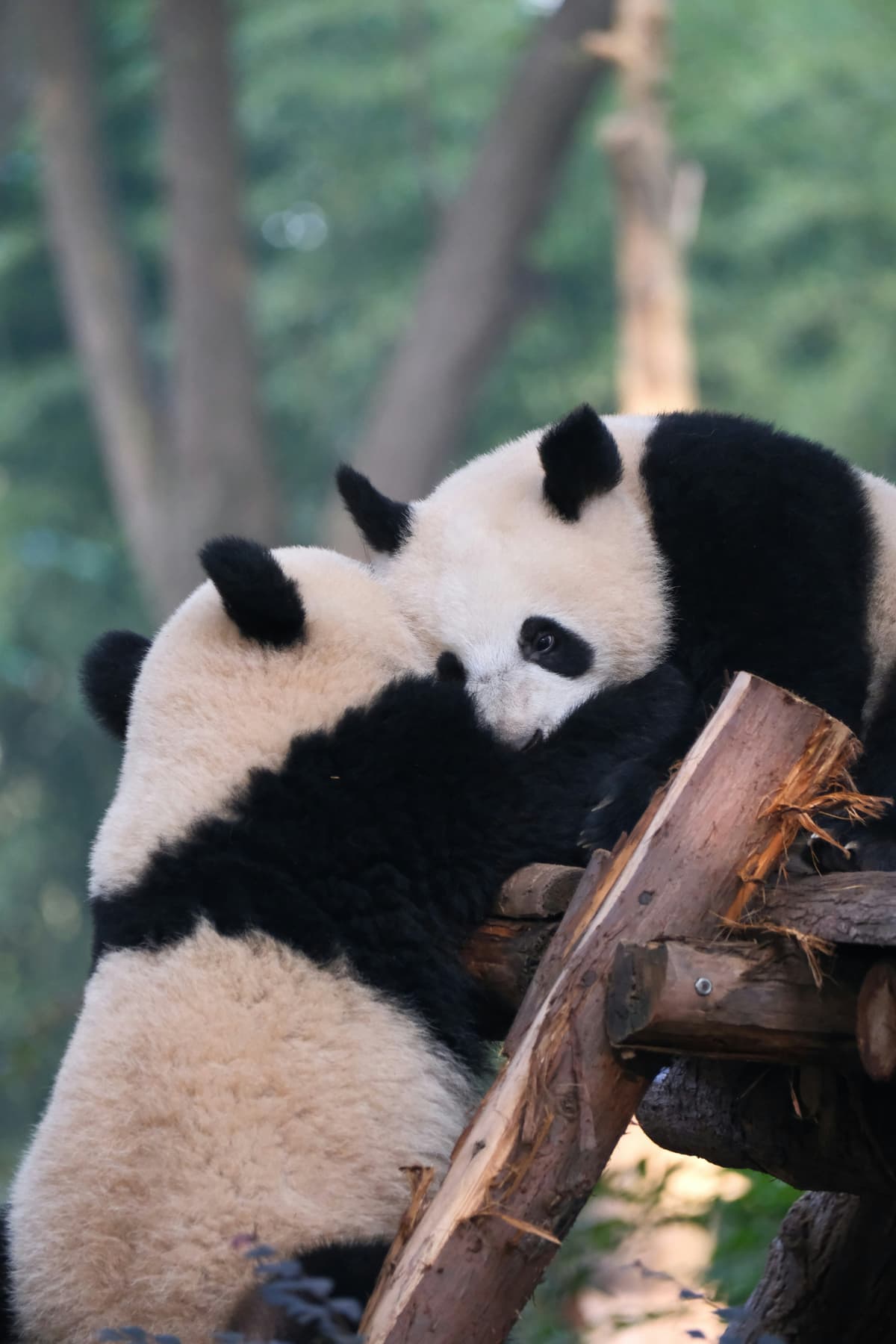 Chengdu photograph 34